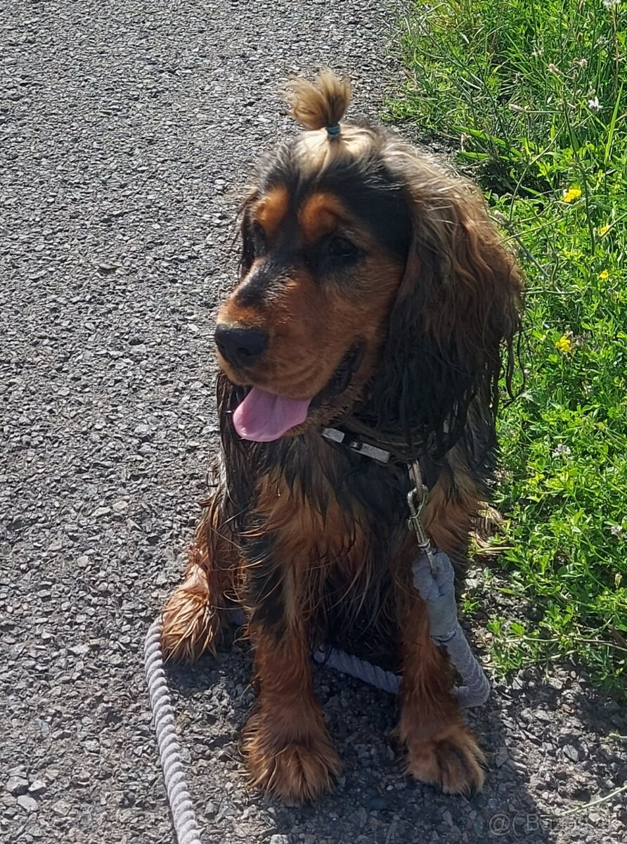 Anglický kokeršpaniel na krytie - 2