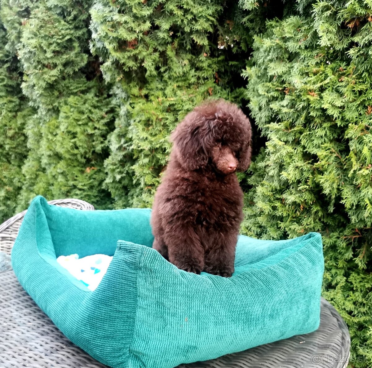 Pudel s preukazom pôvodu čokoládový - 2