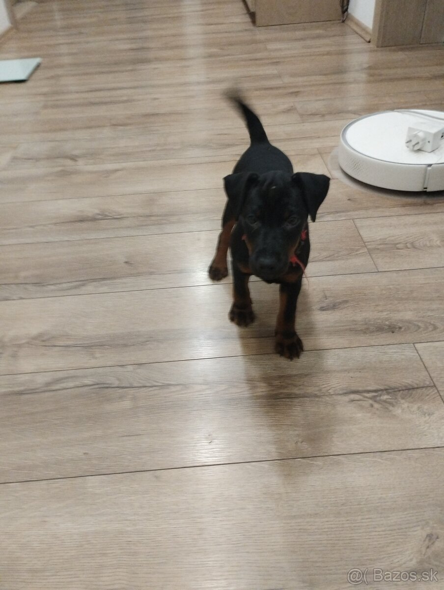 Predám šteniatka JAGDTERRIÉRA - 2