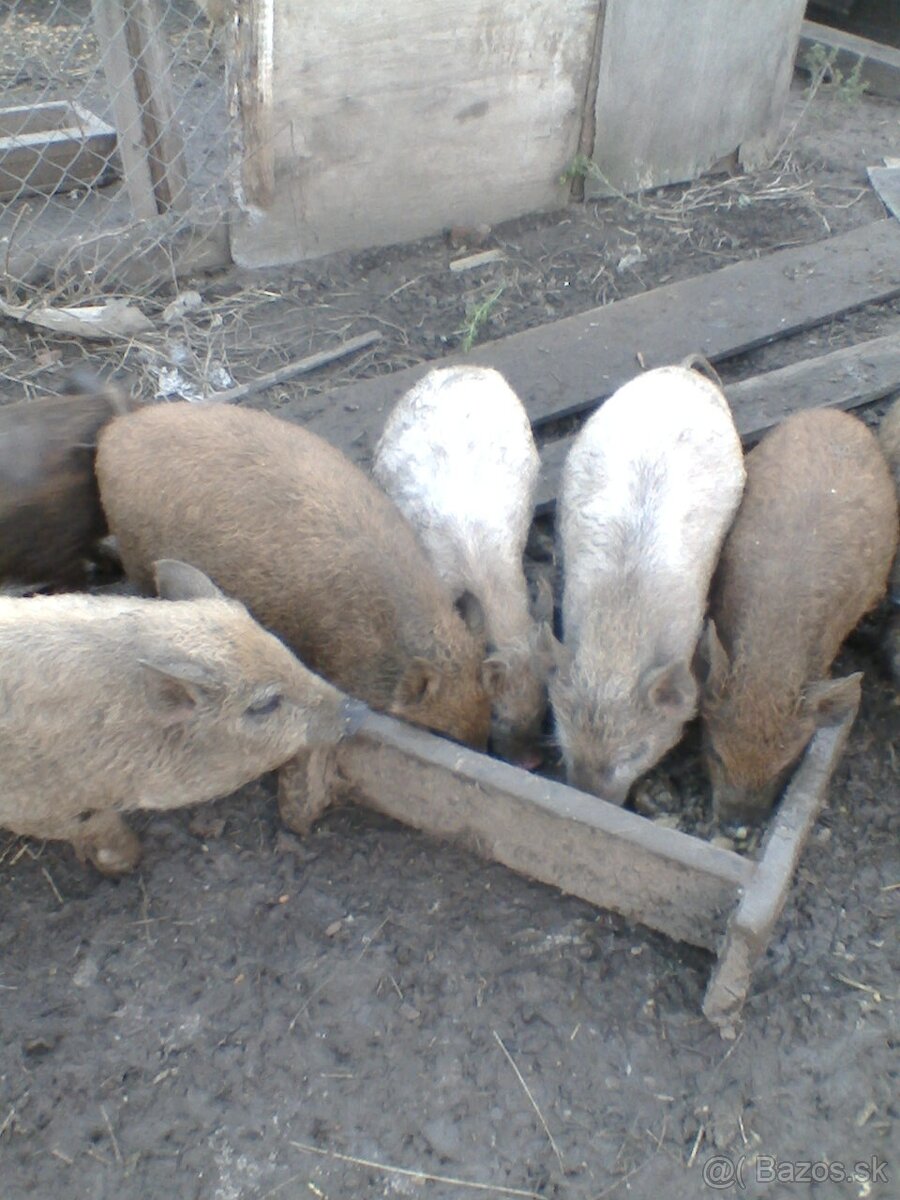 Vietnamské odstavčatá - 2