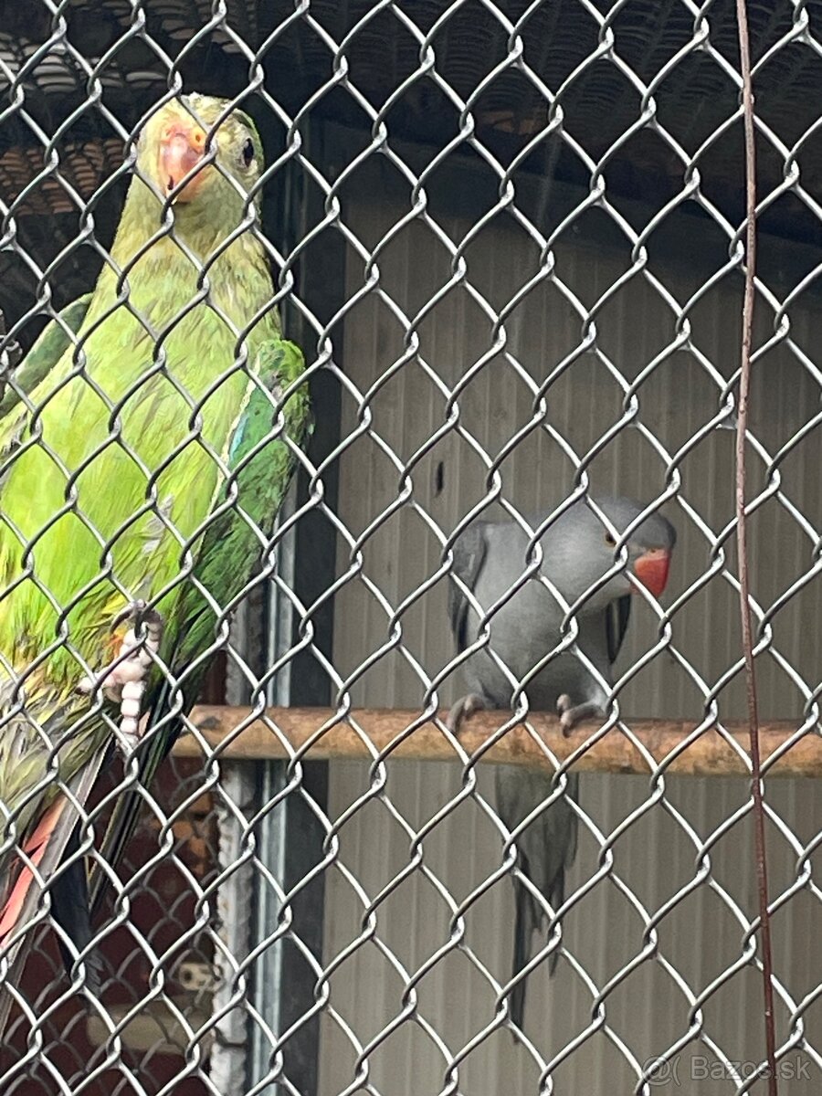 Predám andulky,spevavé Alexandre ,papagájov nadhern - 2