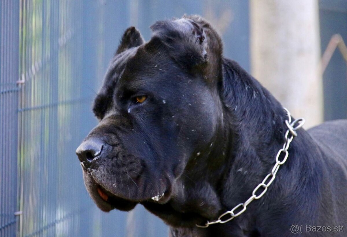 Cane Corso s PP FCI - SAMEC - 2