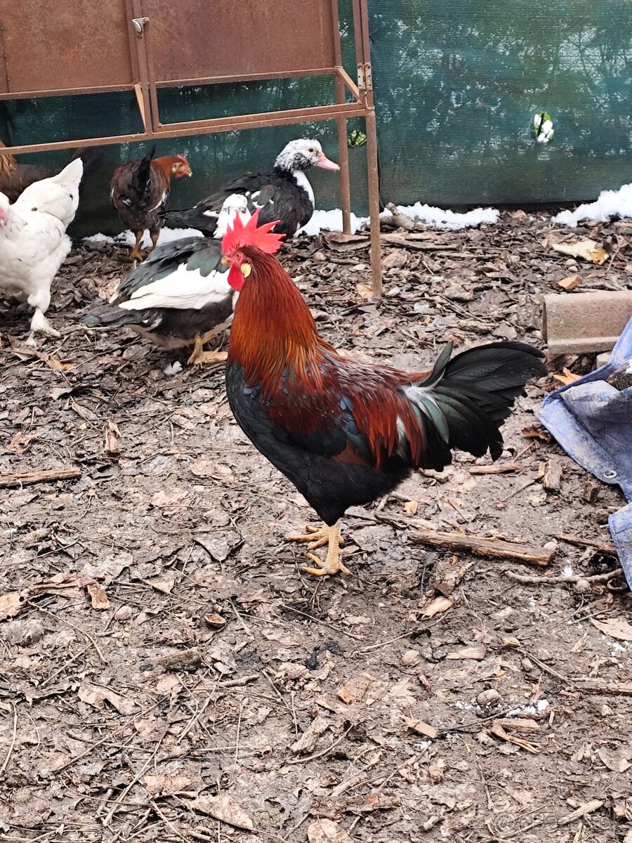 kohút valaška jarabičia - 2