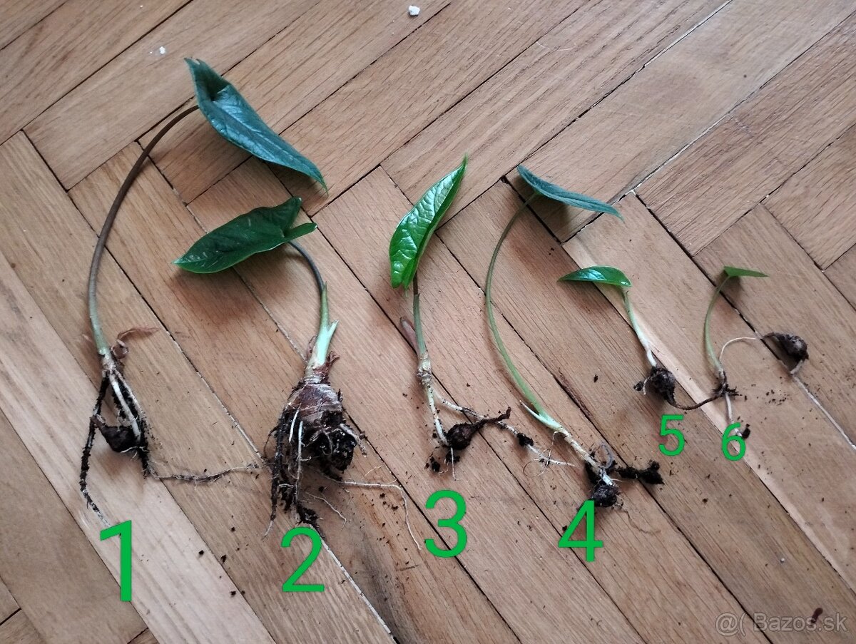 Výnimočná Alocasia Scalprum (mini) - 2