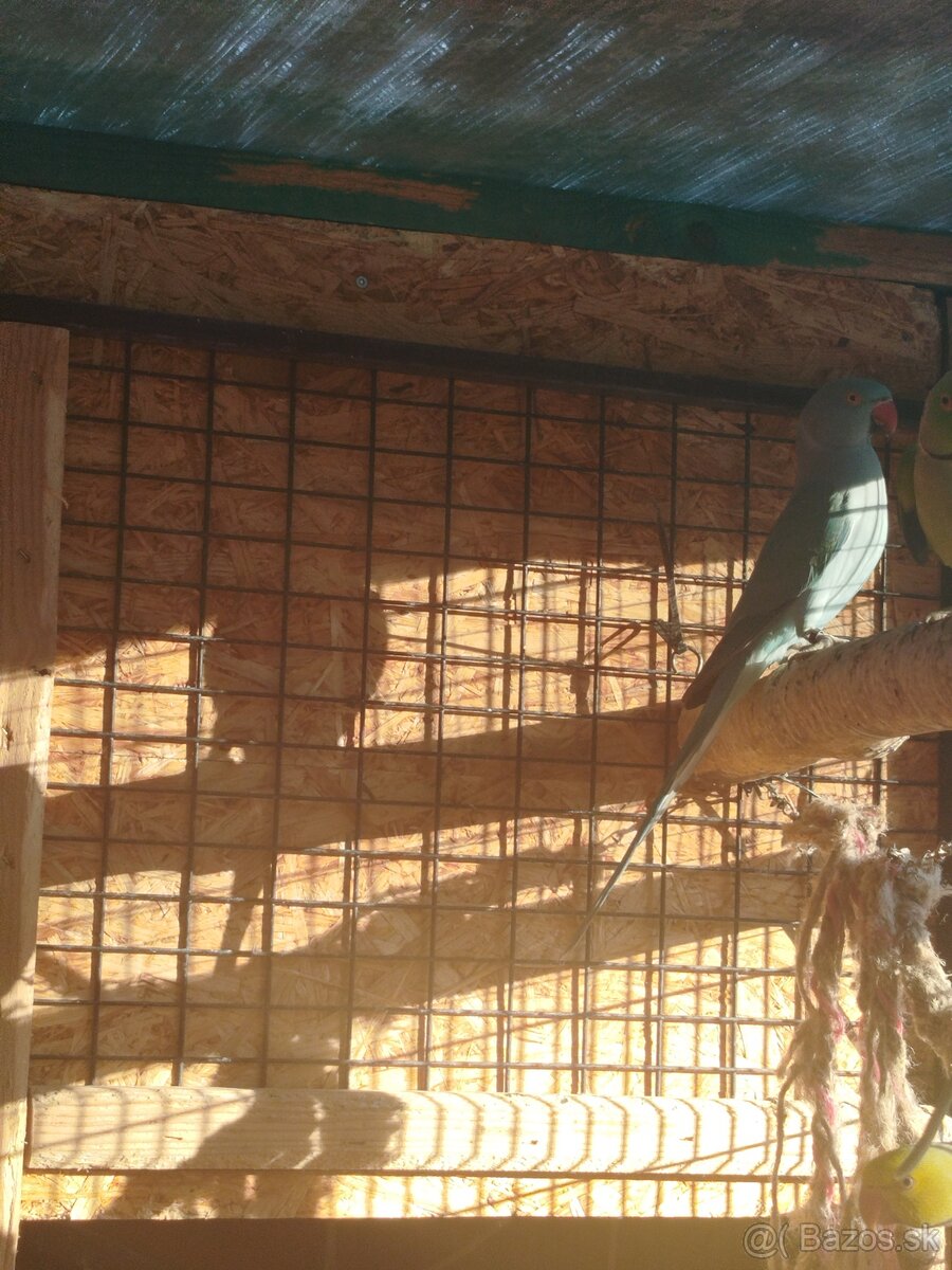 Predám parik alexandrov malych - 2