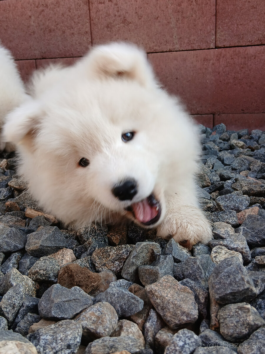 Samojed - 2