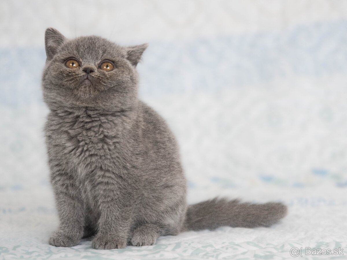 Britske modre maciatka s pp - 2