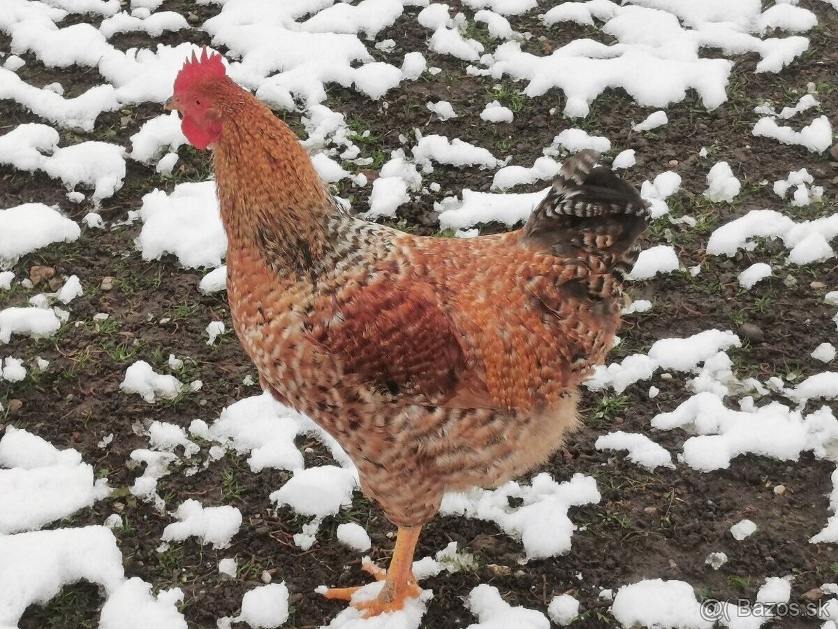 1. Predám mladého kohúta - 2