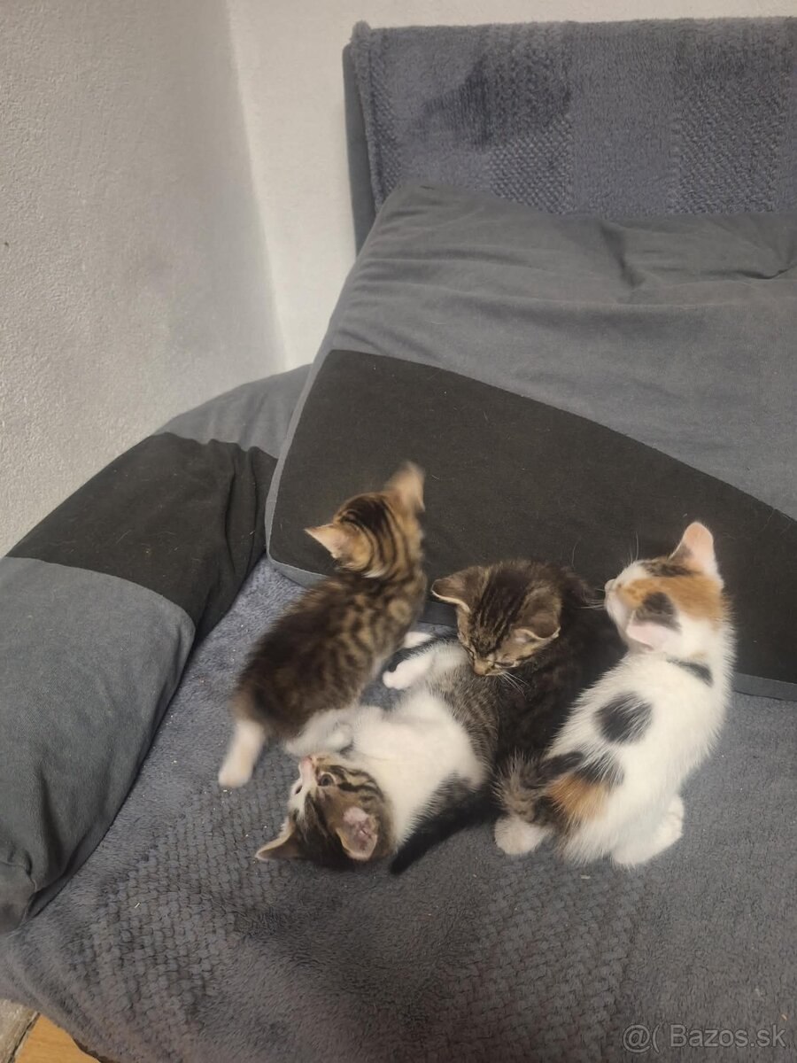 Darujem mačiatka - 2