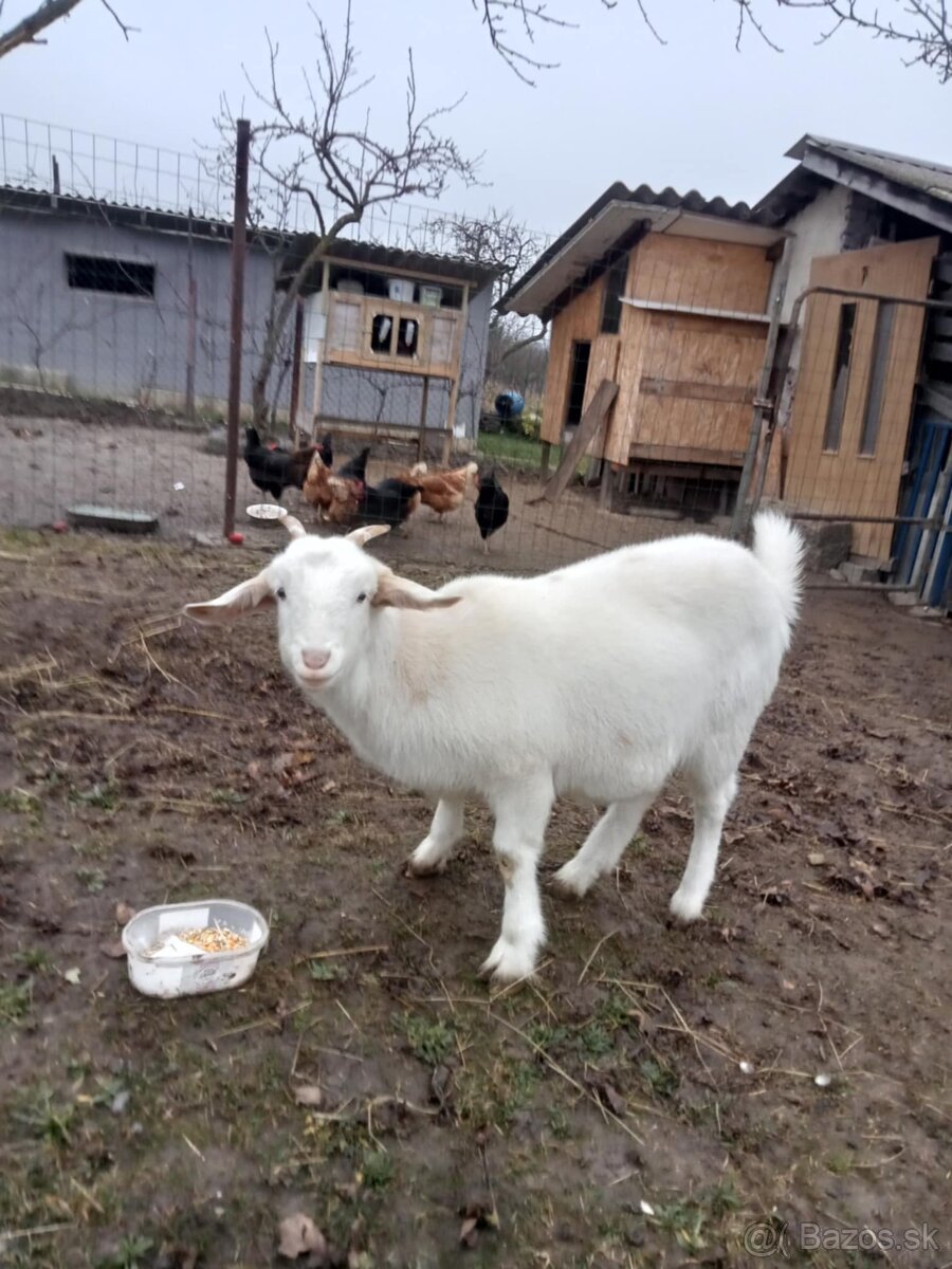 Quessandské ovce a mini koza - 2