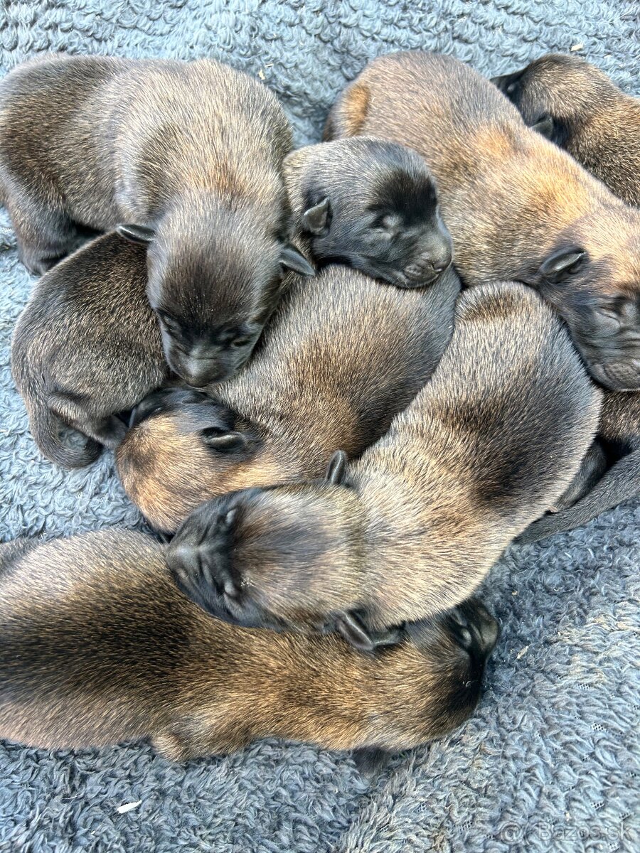 Belgický ovčiak malinois - 2