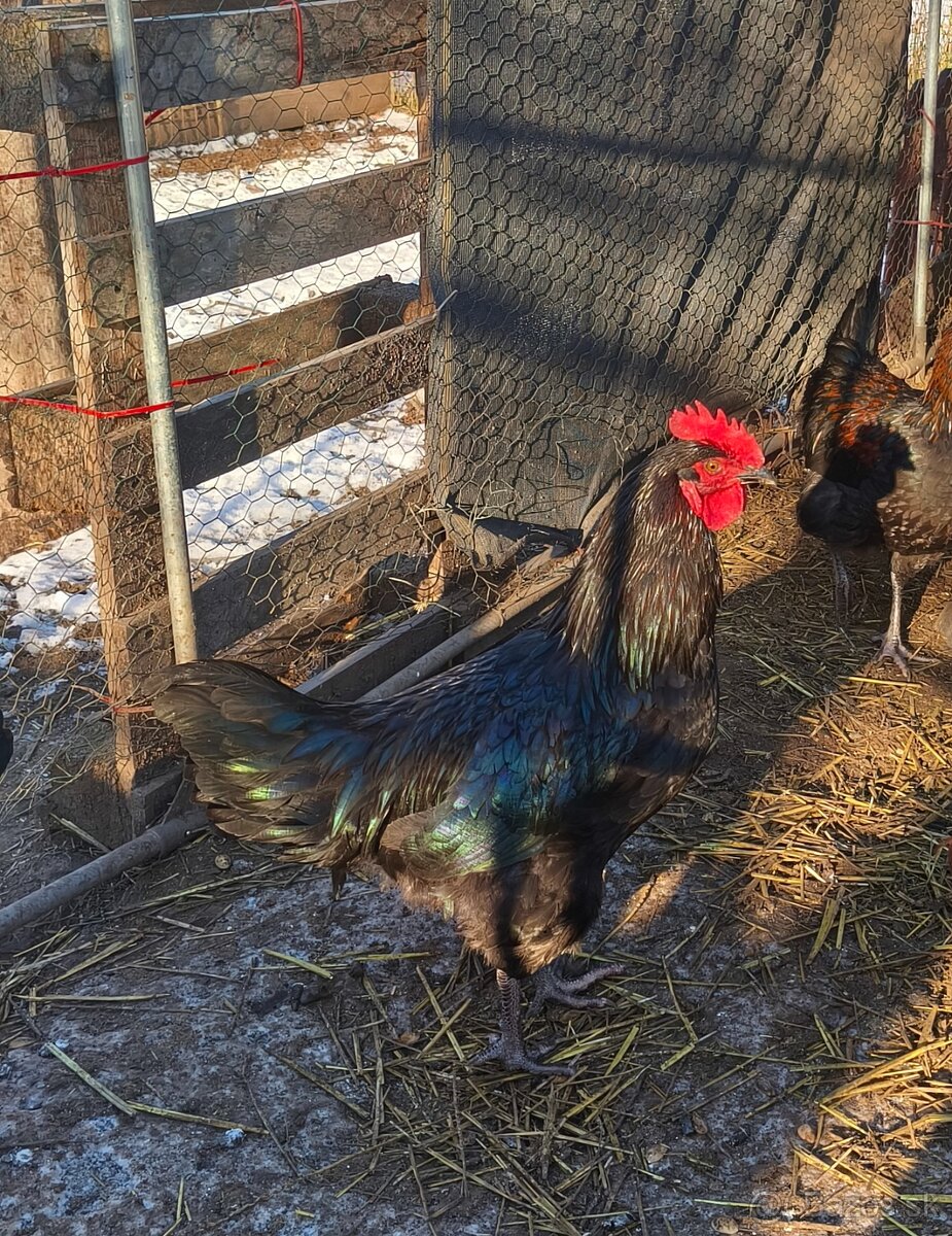 Kohút black star - 2