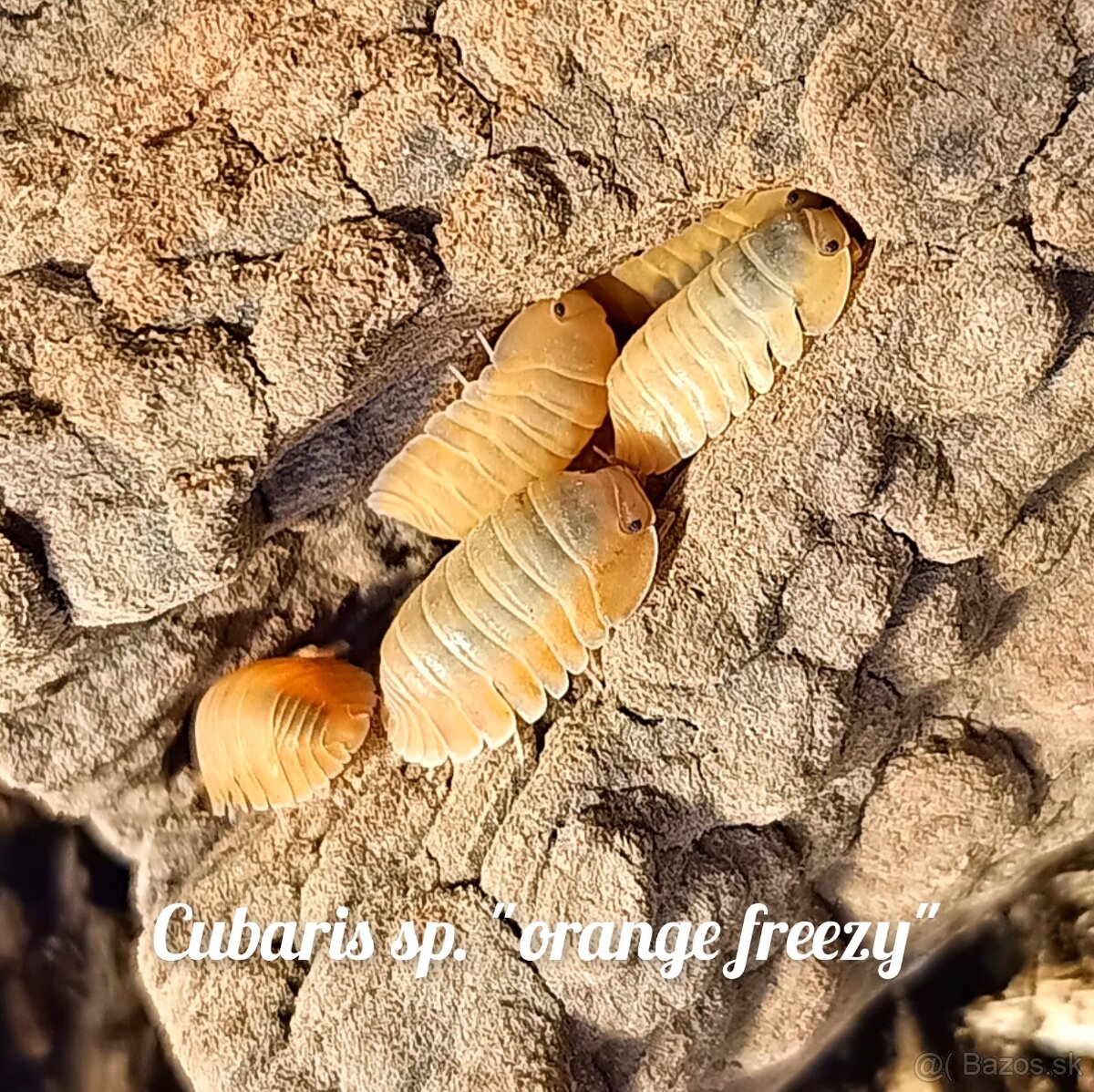 ❤️Exotické isopody - 2