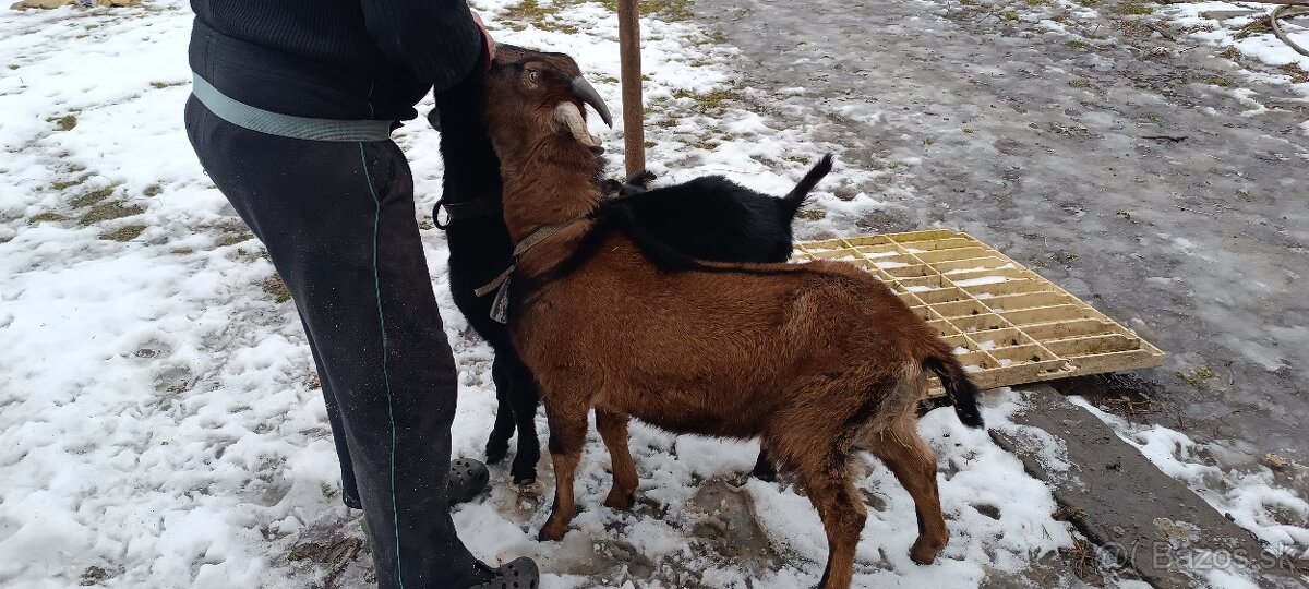 Predám capa (y) - 2