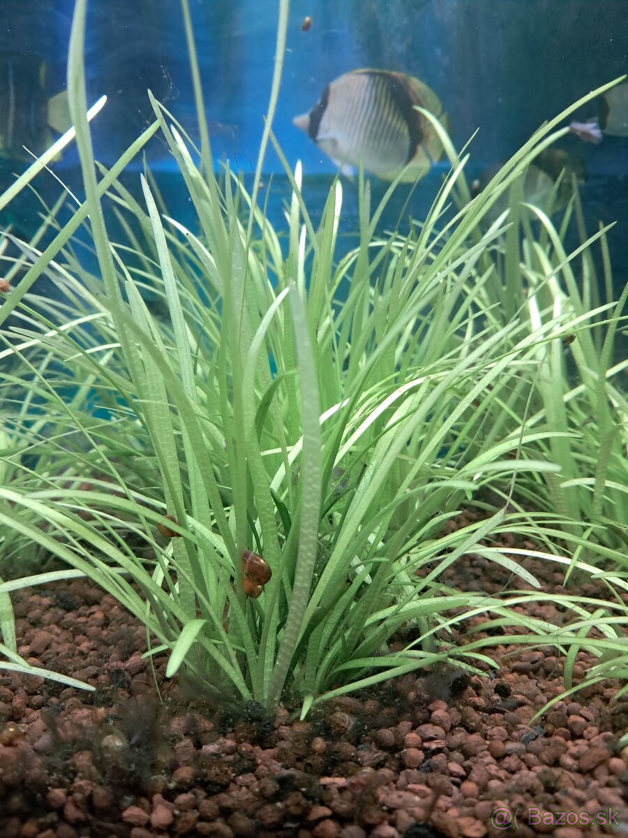 Predam akvarijne rastlinky - 2