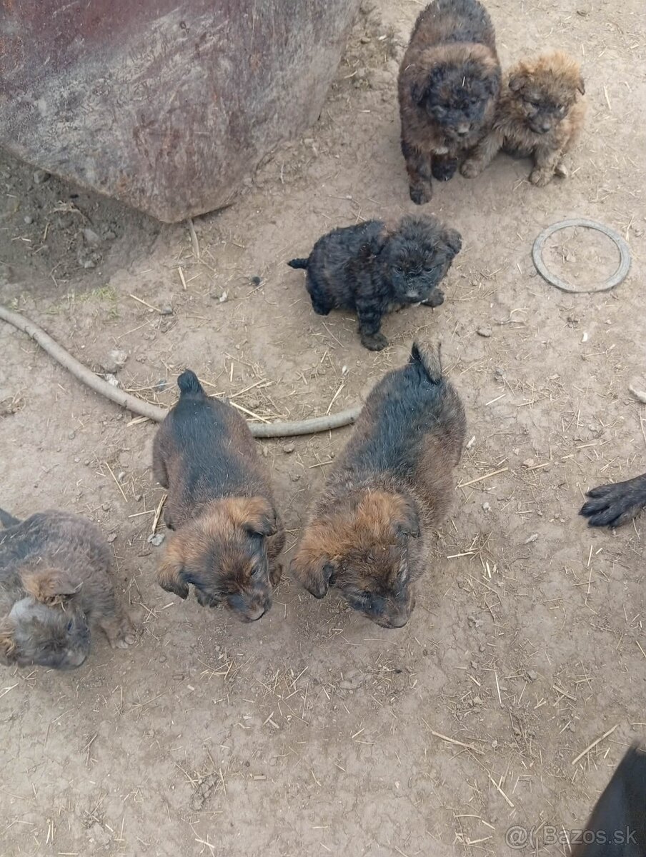 Šteniatka - 2