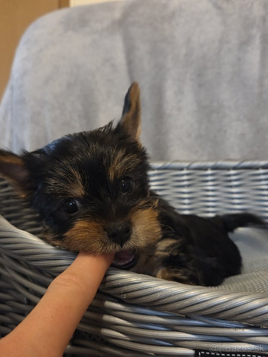 Yorkshirsky terier - 2