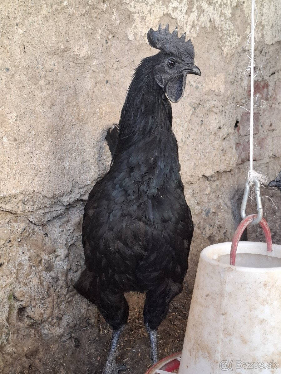 Ayam cemani - 2