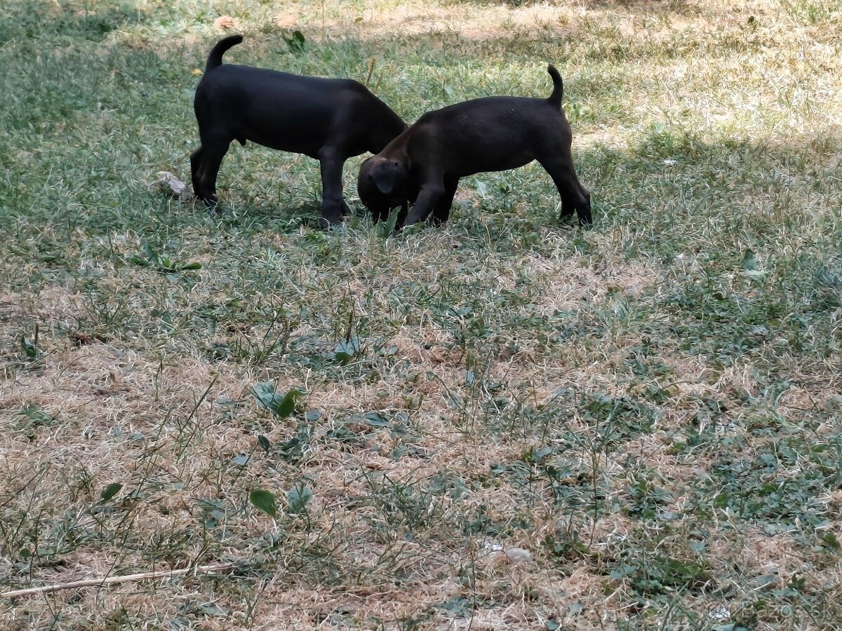 Patterdale terrier - 2