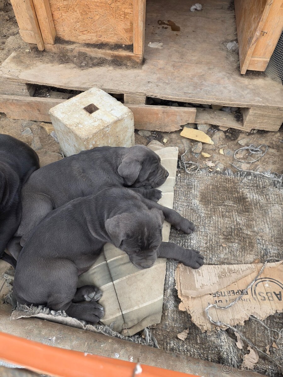 Cane corso - 2