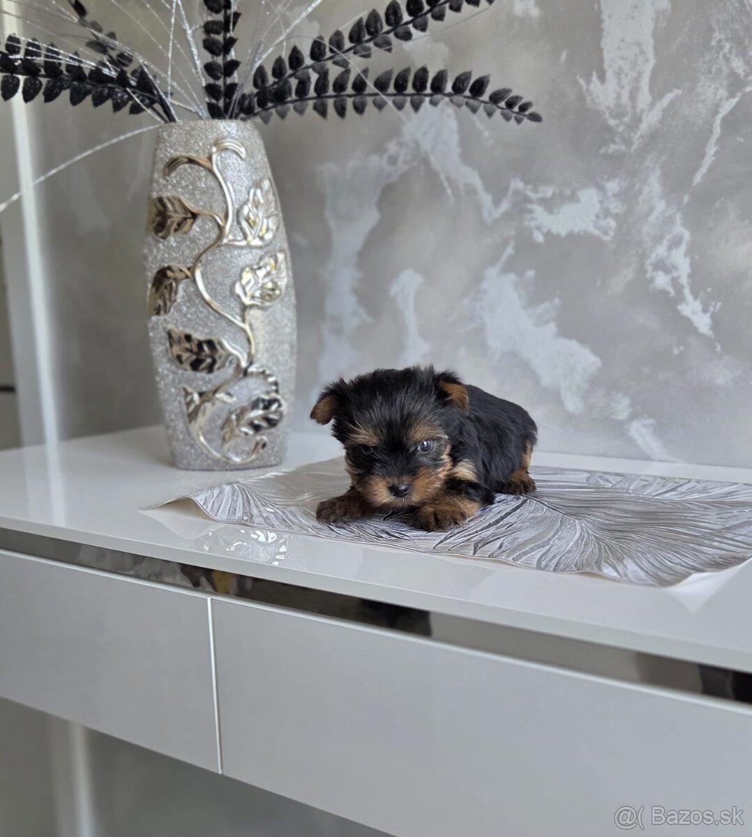 Yorkshirsky terier - 2