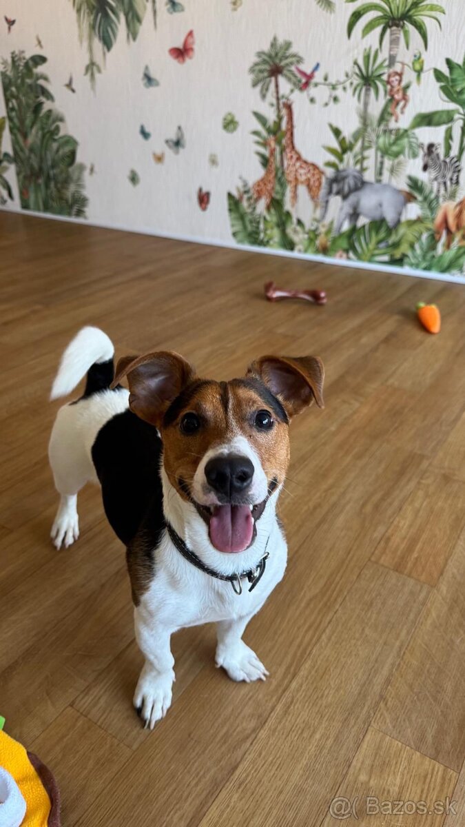 Jack russell psík - 2