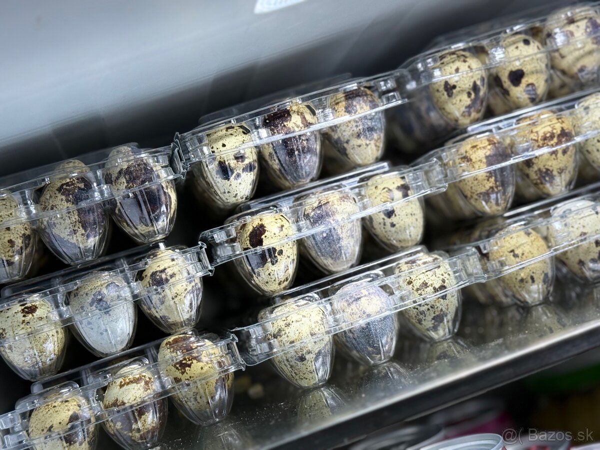 Domáce prepeličie vajíčka 🥚🪺 - 2