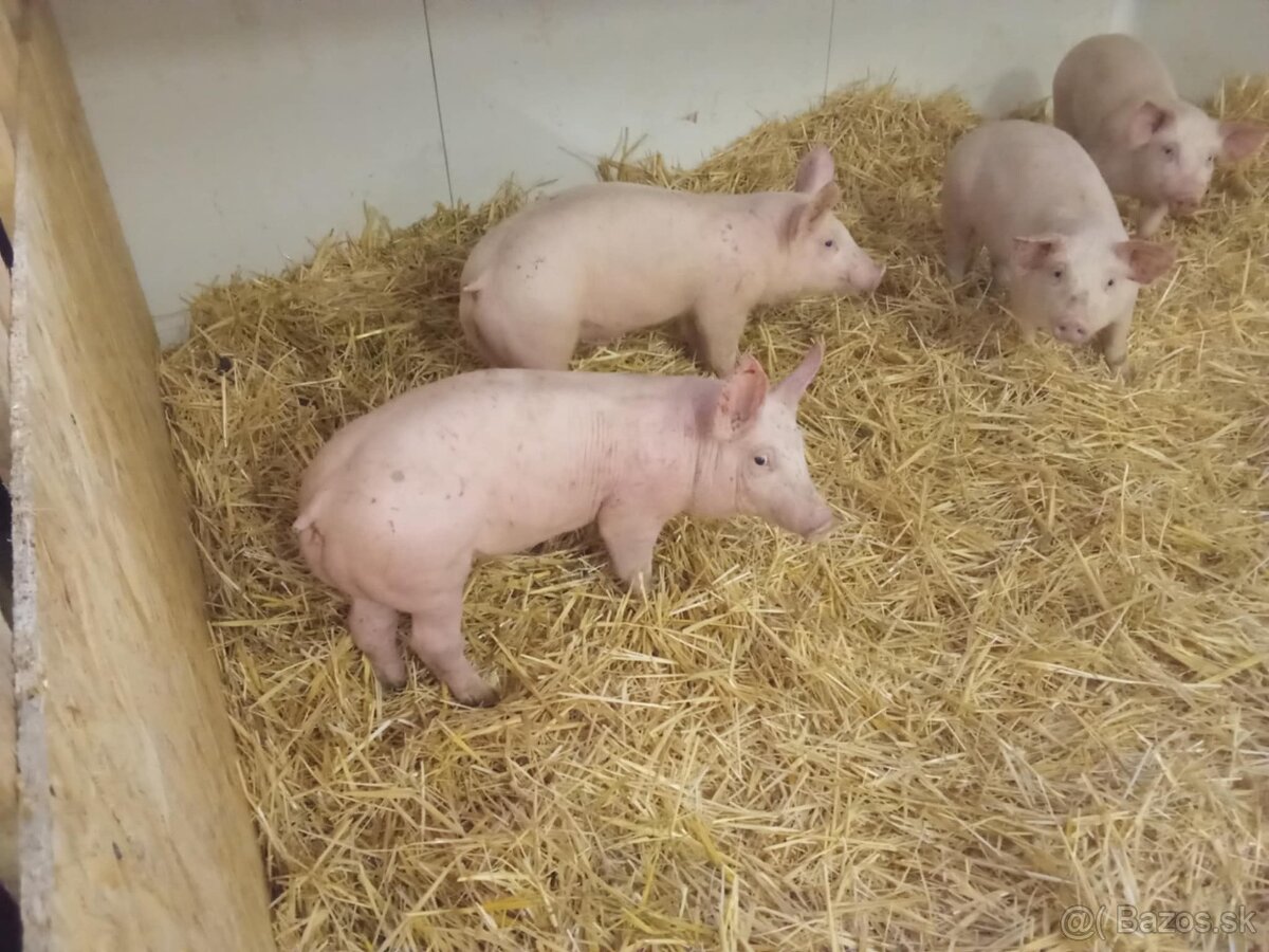 Predam odstavcata - 2