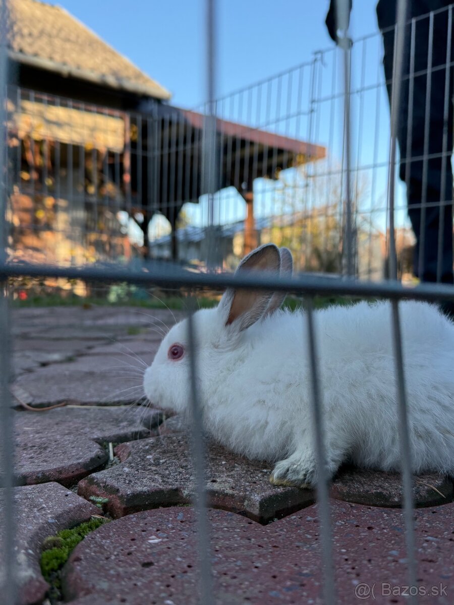 Ohrádka pre domáce zviera - 2