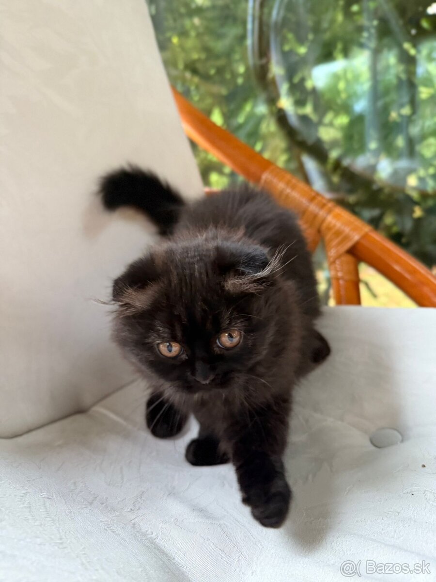 Predáme britskú mačku . Nar. 20.07.2025 . - 2