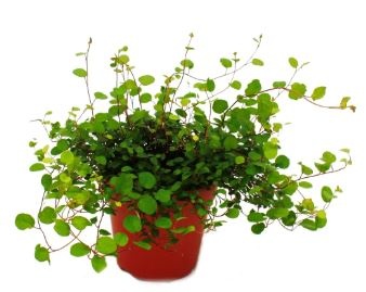 Izbová rastlina Muhlenbeckia - 2