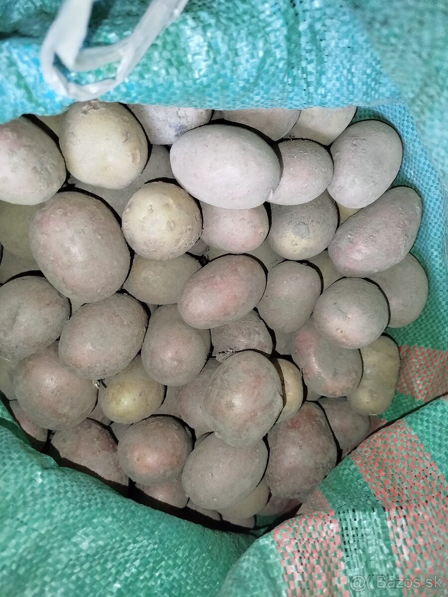 Sadienka, sadzbové zemiaky - 2