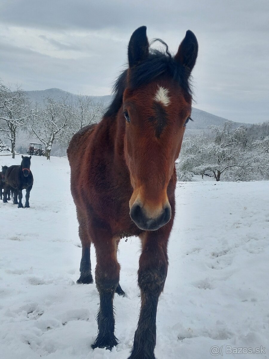 Predám dve ťažné kobylky - 2