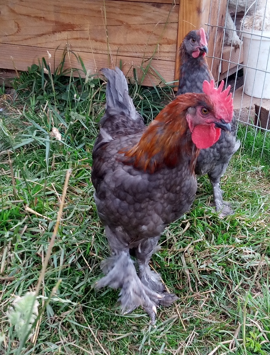 Maranska medenokrká - 2