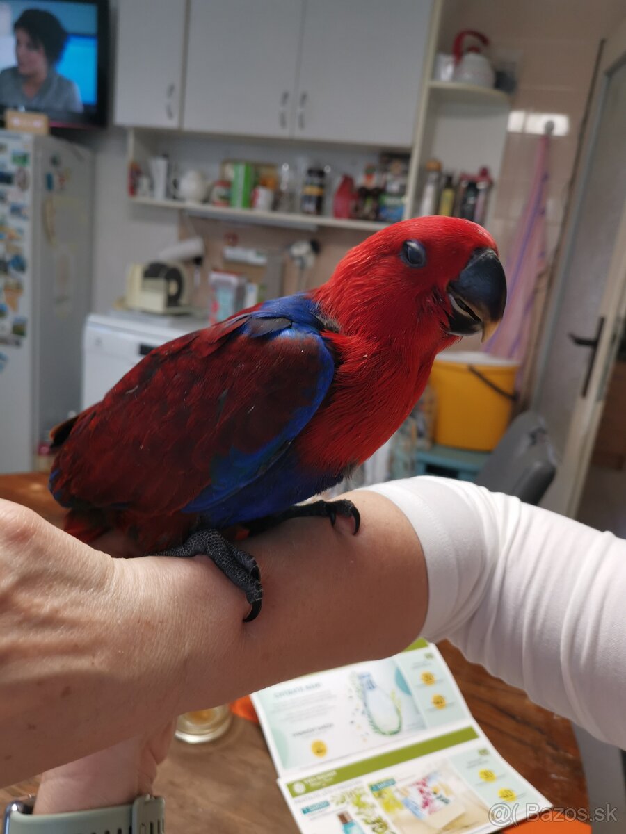 Eclectus polychloros - 2