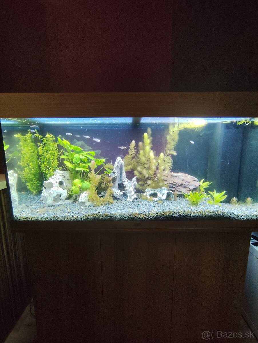 Akvárium - 2