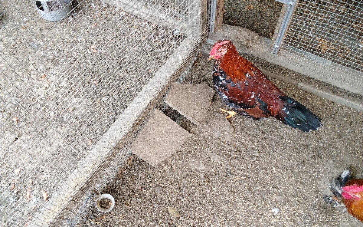 Vlaska porcelanova - 2