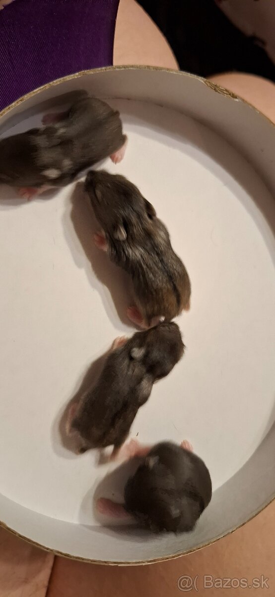 Predám škrečky - 2