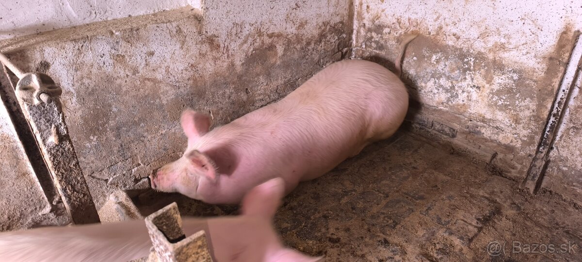 Predám vykrmené prasatá - 2