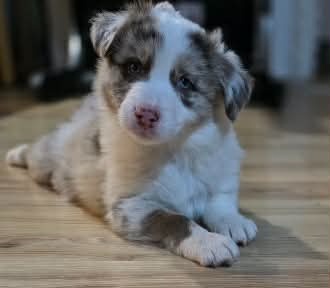 Border collie, kolia - 2