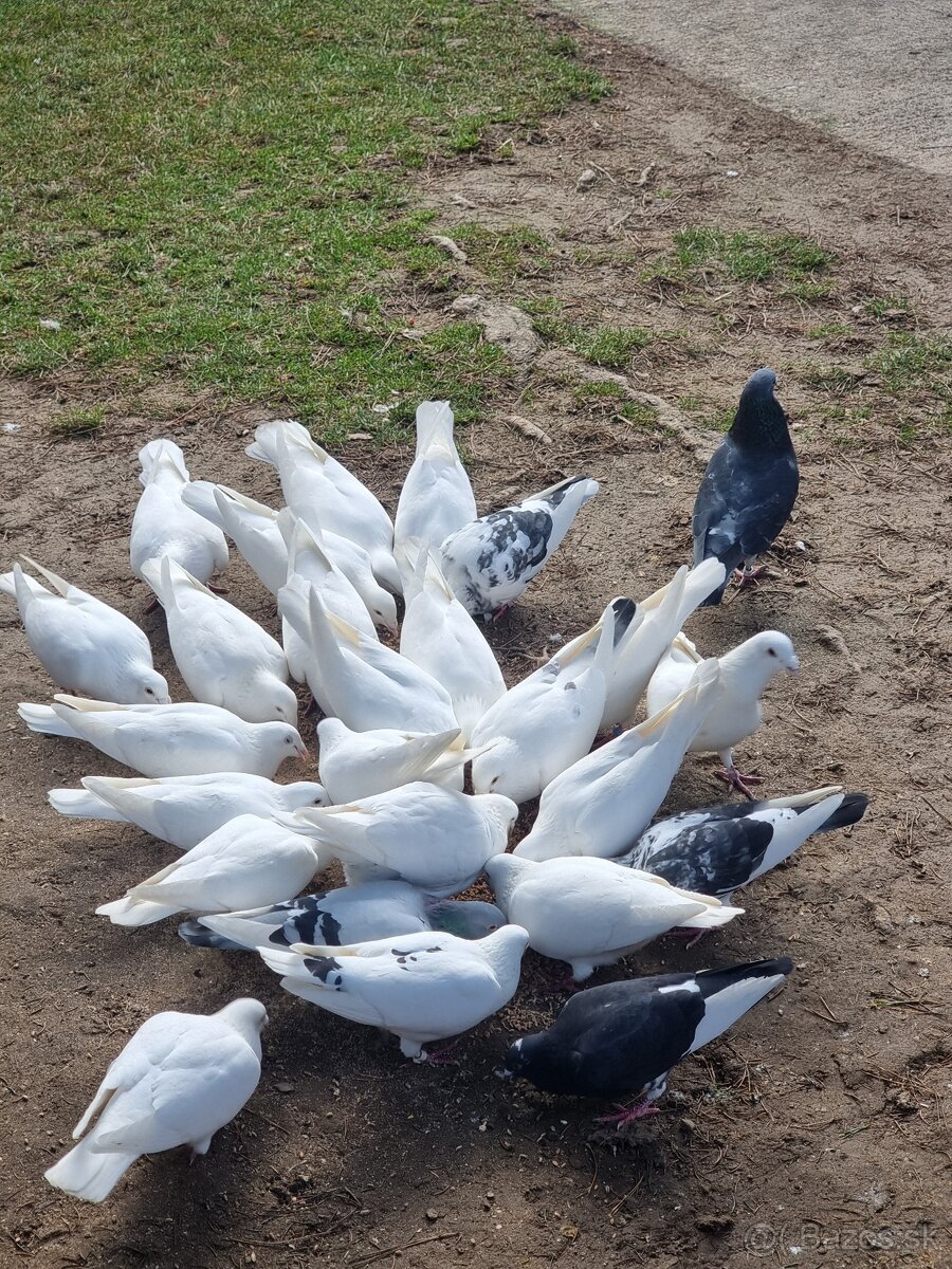 BIELE POŠTOVÉ HOLUBY - 2