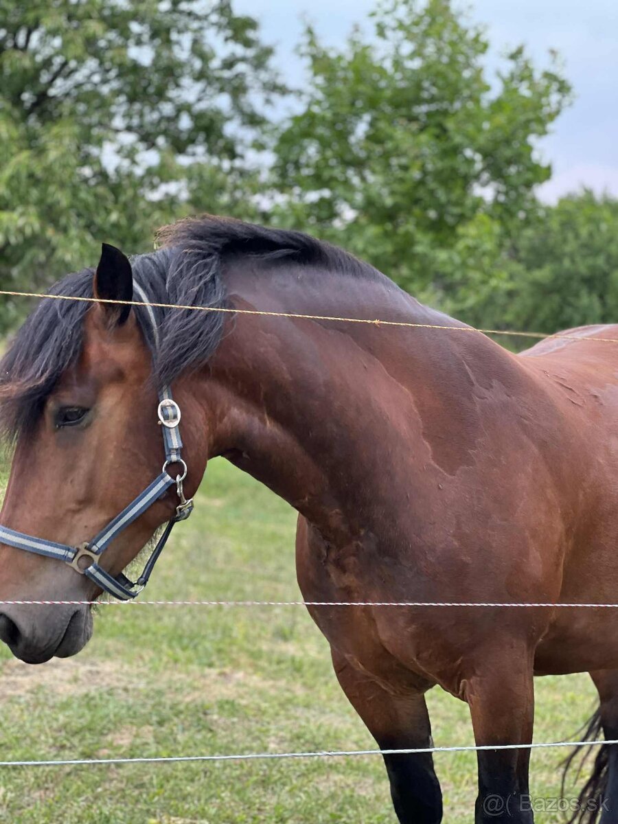 Predám kobylku Norik Muránsky - 2