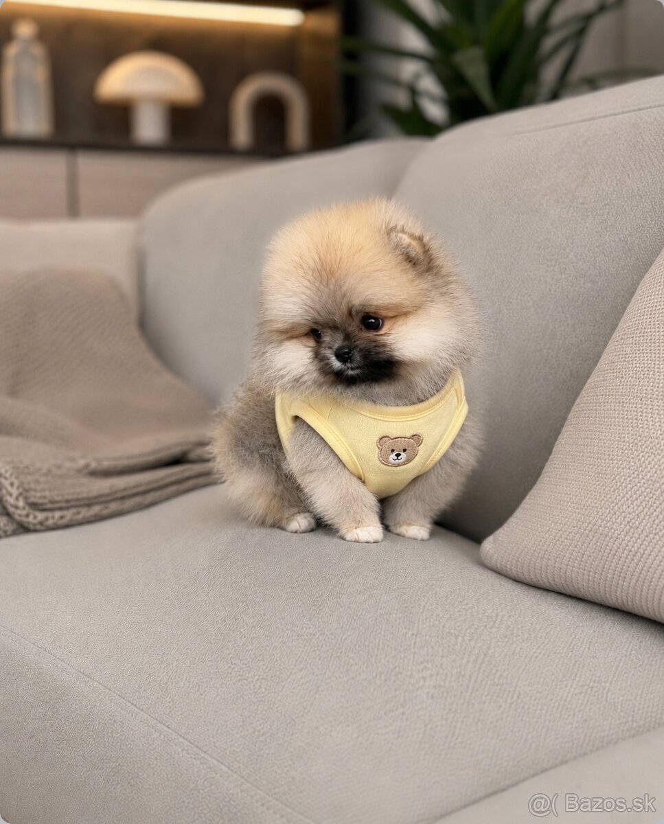 Pomeranian mini - 2