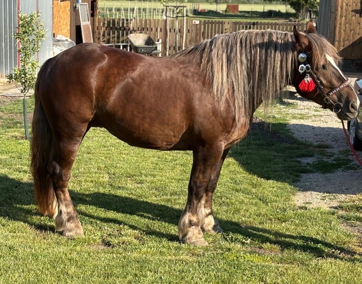 Bretónska kobyla - 2