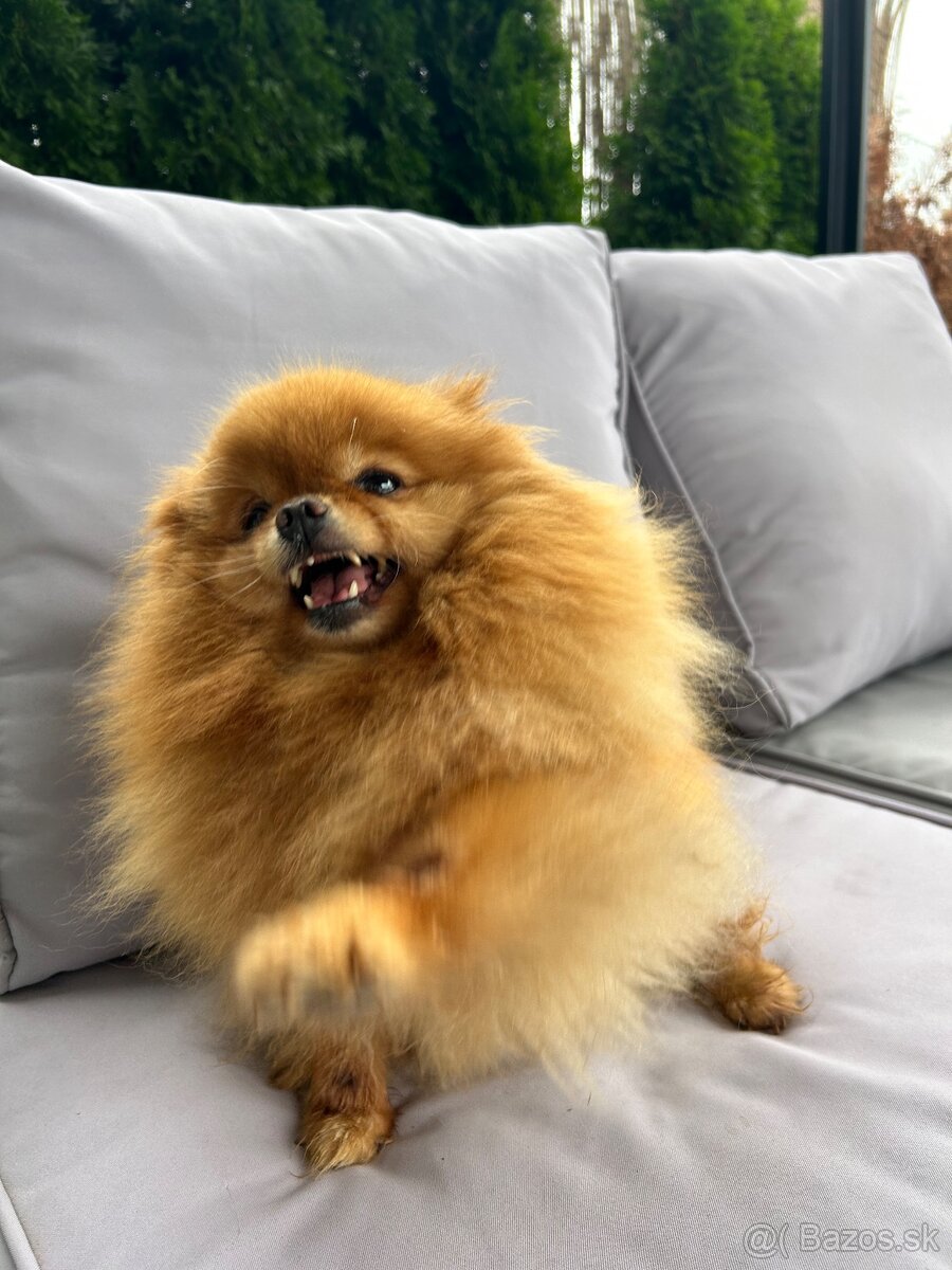 Prodej trpasličí špic Pomeranian - 2