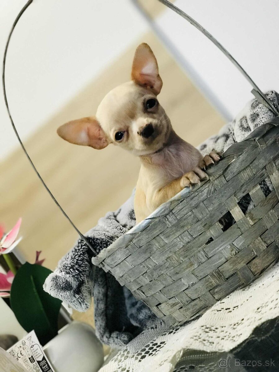 Extra mini.civava - 2