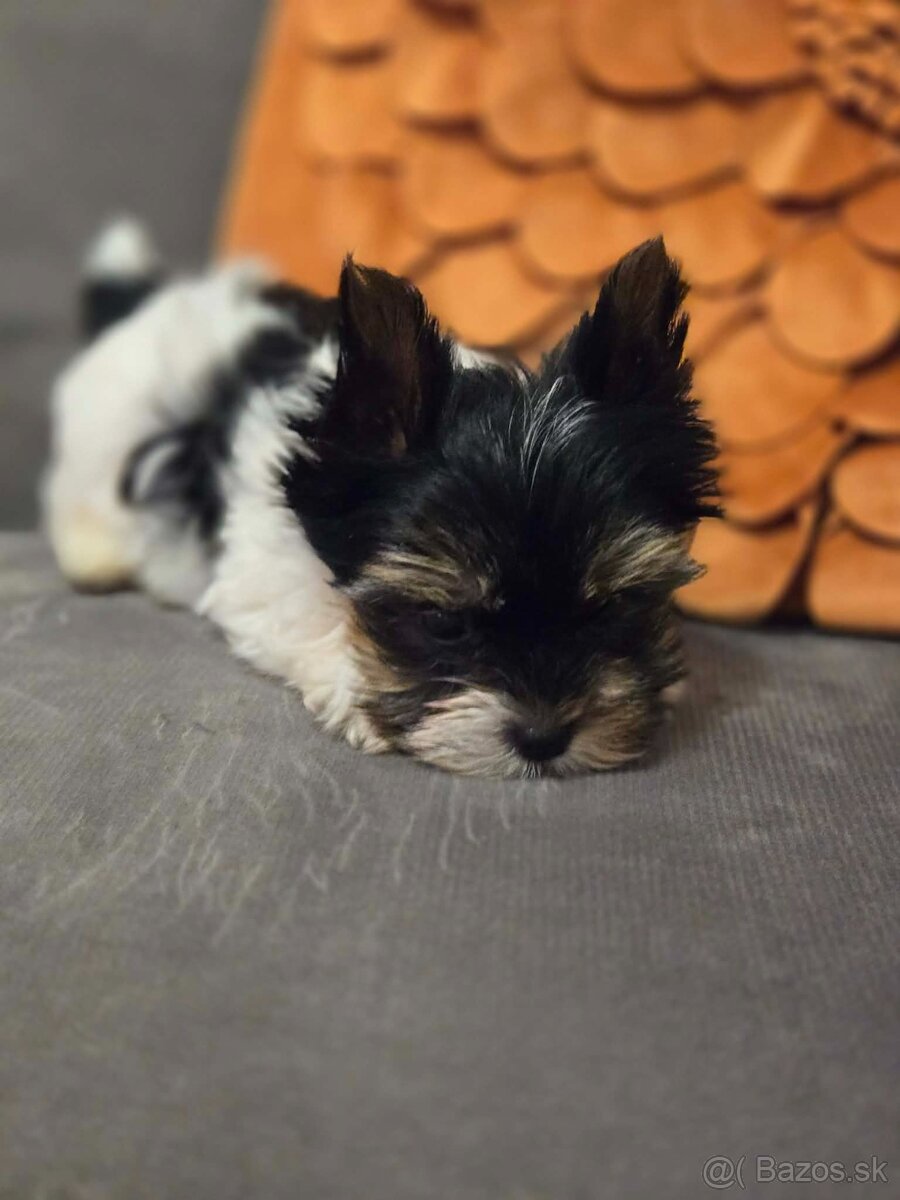 Biewer yorkshire terier Monty - 2