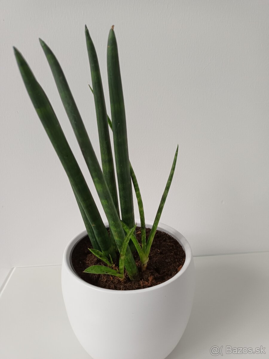 Predam sansevieru - 2
