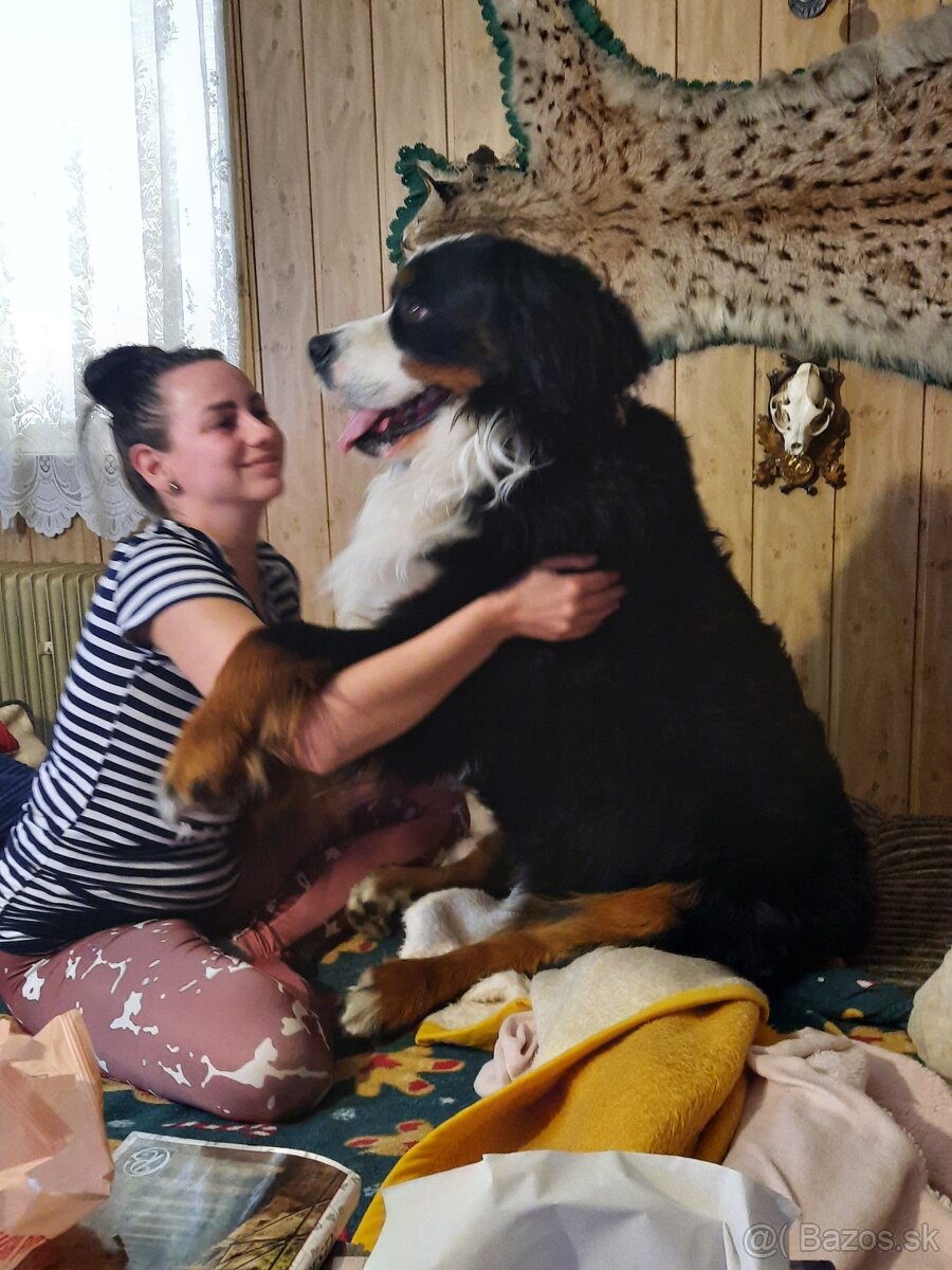 Bernský salašnícky pes - 2