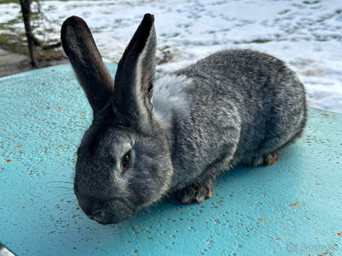 Činčila veľká siva - 2